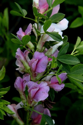 Punavihma (Cytisus purpureus), siemeniä 30 kpl