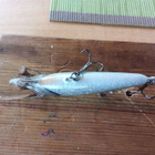 6cm syvännevaappu - pikkukuva 4