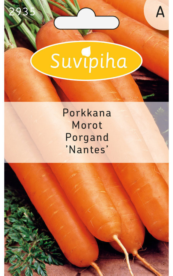 Porkkana NANTES siemenet #