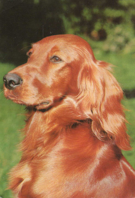 IRLANNINSETTER POSTIKORTTI