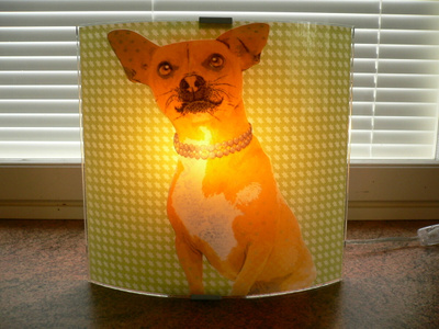 CHIHUAHUA VALAISIN
