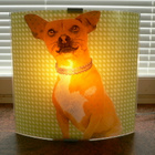 CHIHUAHUA VALAISIN - pikkukuva 1