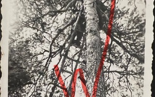Karhumäki venäläisen tarkka-ampujan paikka männyssä