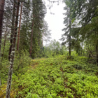 Taivalkoskella mökkitontti järvenrannassa - pikkukuva 4