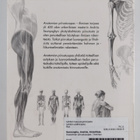 Andras Szunyoghy : Anatomian piirustusopas : ihminen - pikkukuva 2