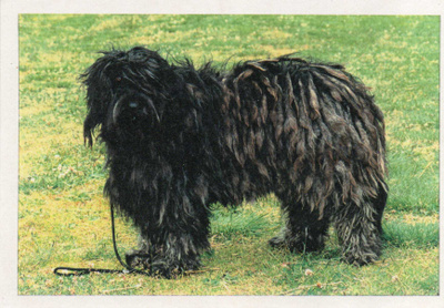 KOMONDOR POSTIKORTTI