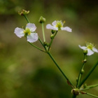 Ratamosarpio (Alisma plantao-aquatica), siemeniä 100 kpl - pikkukuva 3