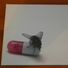 Red Hot Chili Peppers:I'm With You CD - pikkukuva 1