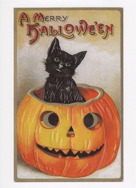Halloween musta kissa istuu kurpitsan sisällä
