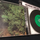 Roxy Music Country life cd RM hyvä - pikkukuva 2