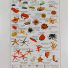 Red sea fish index & diving map - pikkukuva 2