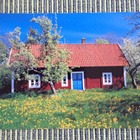 kuvakortti, punainen tupa, voikukkaniitty, uusi - pikkukuva 1