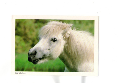 °°SHETLANNIN PONI..?°° -KORTTI / R.Reinilä