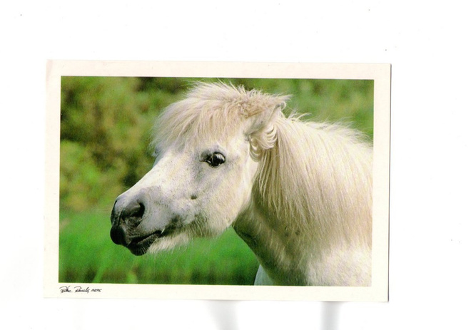 °°SHETLANNIN PONI..?°° -KORTTI / R.Reinilä