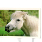 °°SHETLANNIN PONI..?°° -KORTTI / R.Reinilä - pikkukuva 1
