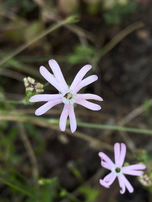 Kirjokohokki (Silene colorata), siemeniä 50 kpl