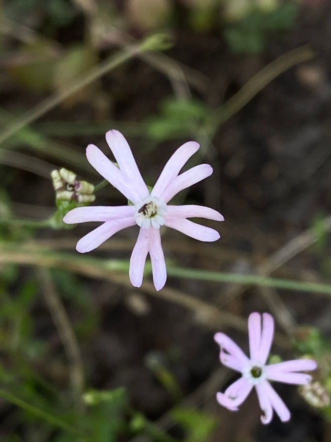 Kirjokohokki (Silene colorata), siemeniä 50 kpl