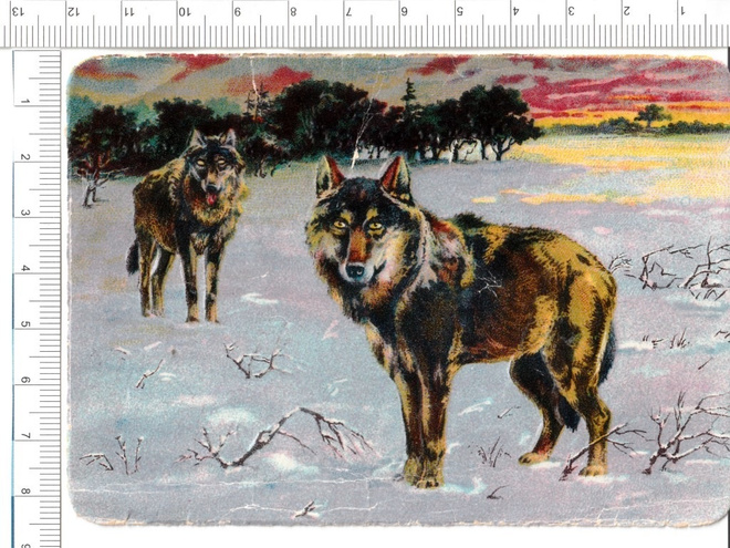 ~ sudet-nelkku, 12 x 8 cm ~