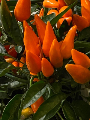 Koristepaprika ’Favorit Orange’, siemeniä 50 kpl