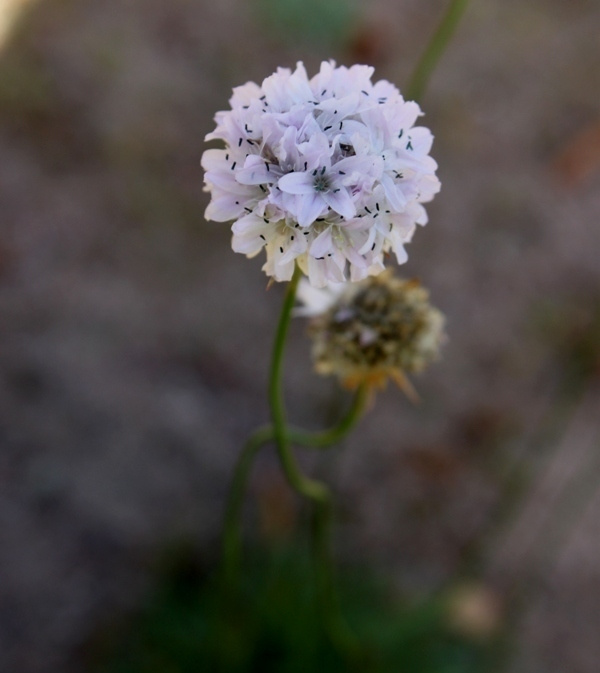 Armeria nebrodensis, siemeniä 50 kpl