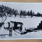 Lappi, poron kyydissä, mv vkpk, p. 1962 + Tubi-jm + erik.l. - pikkukuva 1