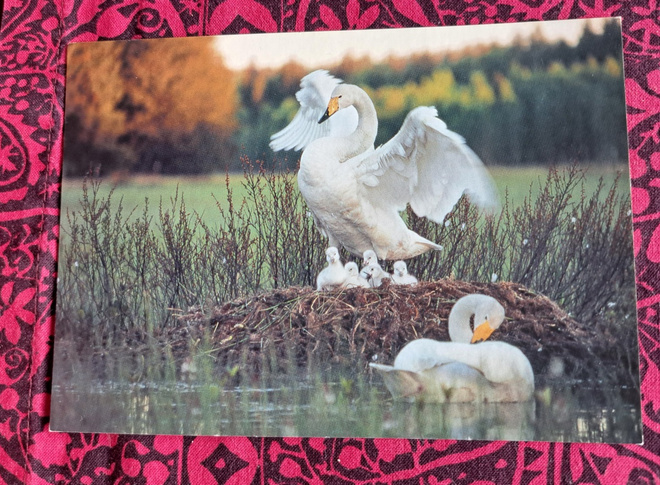 jousenperhe, kuva Markku Nikki, käsipostia 2004