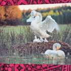 jousenperhe, kuva Markku Nikki, käsipostia 2004 - pikkukuva 1