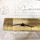 Natura Obscura – Entomologinen näyte no. 344 - pikkukuva 2