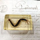 Natura Obscura – Entomologinen näyte no. 353 - pikkukuva 1