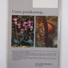 Suomen Luonto 2/1977 - pikkukuva 2