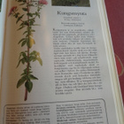 ÖRTMEDICIN OCH VÄXTMAGI - pikkukuva 4