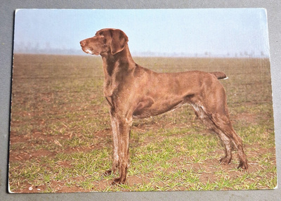 POINTER POSTIKORTTI
