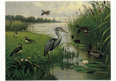 Koulutaulu vesilintuja (postikortti)
