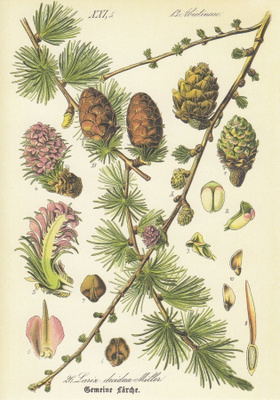 Euroopanlehtikuusi - Larix decidua