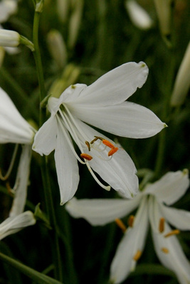 Paratiisililja (Paradisea liliastrum), siemeniä 50 kpl