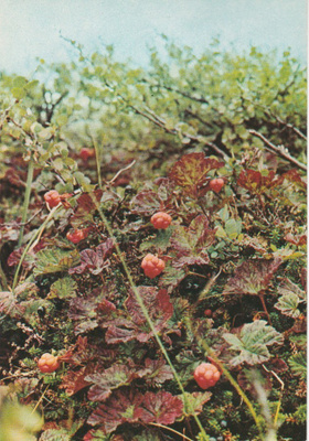 Postikortti, LAKKA / HILLAT