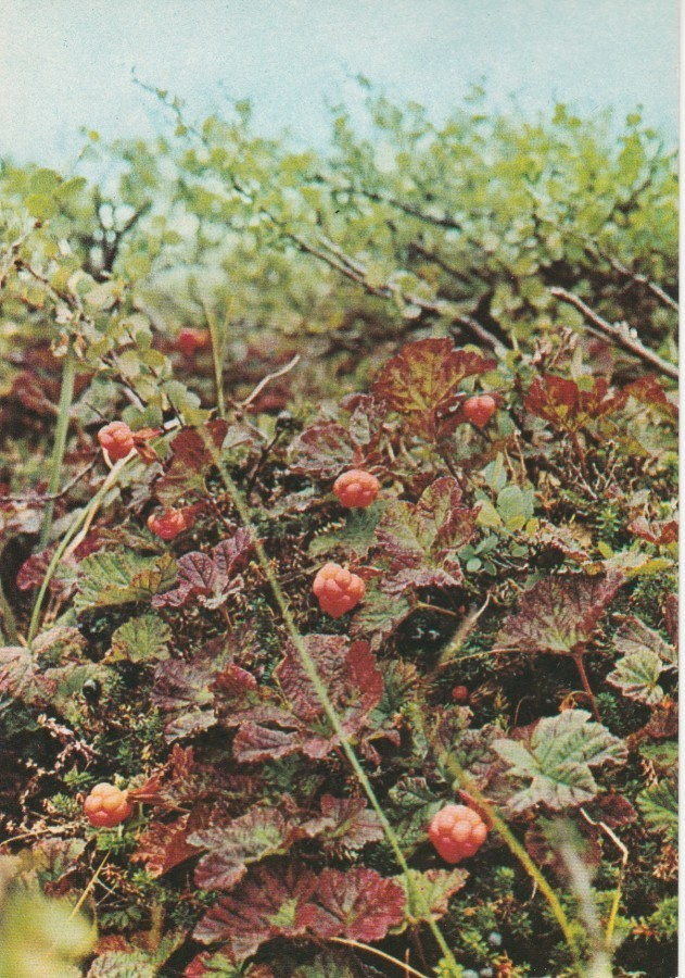 Postikortti, LAKKA / HILLAT