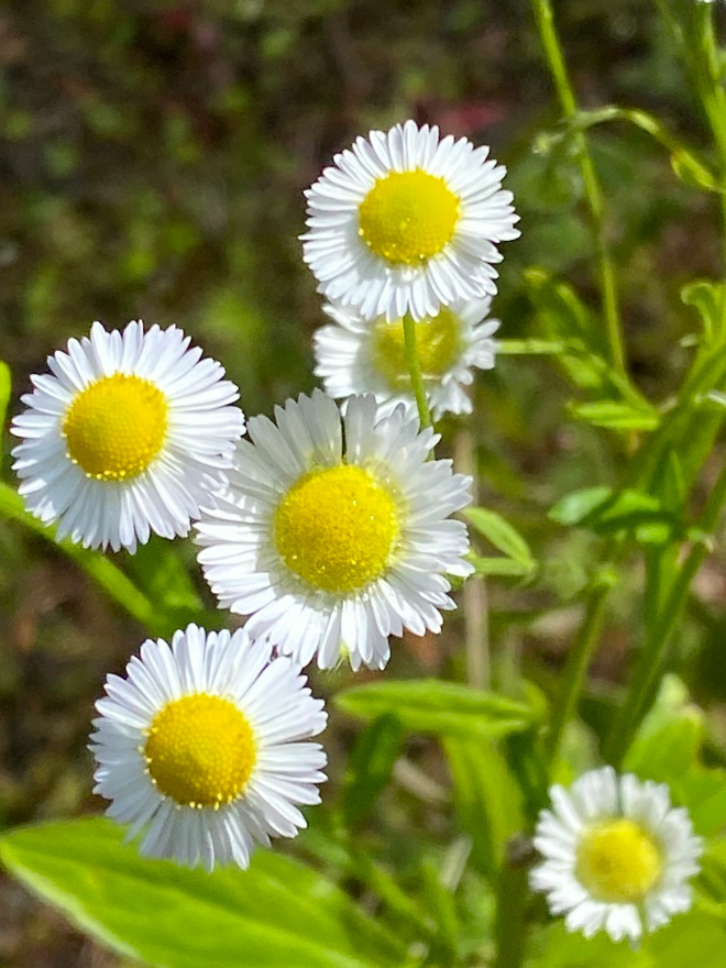 Sädekallioinen (Erigeron annuus), siemeniä 50 kpl