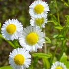 Sädekallioinen (Erigeron annuus), siemeniä 50 kpl - pikkukuva 1