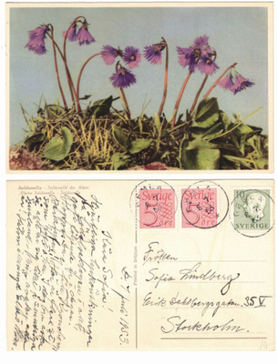 Vanha kortti, alppikellot, vuodelta 1953