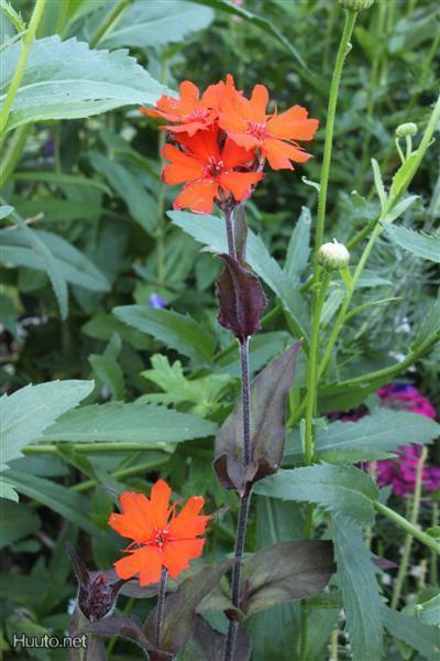 Leimurakkaus (Lychnis x arkwrightii), siemeniä 50 kpl