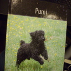 PUMI (Suomen suosituimmat koirarodut) Sis.postikulut - pikkukuva 1