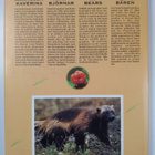 Lassi Rautiainen : Mina björnar My bears = Meine Bären = ... - pikkukuva 2