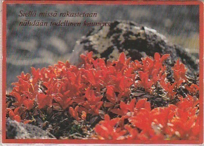 POSTIKORTTI Kukkaloistoa.