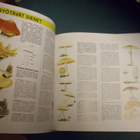 Wiseman: RETKEILIJÄN SELVIYTYMISOPAS (1p.1991) Sis.postikulu - pikkukuva 3