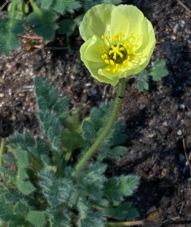 Tunturiunikko (Papaver radicatum), siemeniä 50 kpl