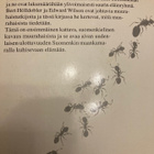 HÖLLDOBLER - O. WILSON: MUURAHAISET - pikkukuva 2