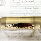 Natura Obscura – Entomologinen näyte no. 409 - pikkukuva 2