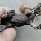 Schleich uros hirvi - pikkukuva 5