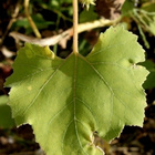 Karheasappiruoho (Xanthium strumarium), siemeniä 10 kpl - pikkukuva 3